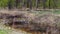 Different rubbish and plastic in a puddle in a spring forest