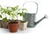 Different seedlings and watering can isolated