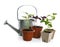 Different seedlings and watering can isolated