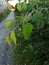 Different shades of green leafes