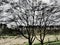 Different sharpness and blurring areas. Expressionistic visual effects. Tangle of branches, in the spring only a few leaves have