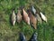 Different sizes of breams on green grass. Successful fishing rich catch