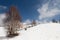 Different sizes of leafless trees scattered on snowy hills