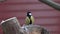 Different small birds succeed each other on a tree stump. A variety of tits peck food on a tree