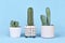 Different small cereus cacti in flower pots on blue background