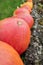 Different sorts of Pumpkins in a row, vegetable fall market