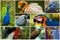 Different species of birds in collage