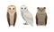 Different Species of Owls as Nocturnal Birds of Prey with Hawk-like Beak and Forward-facing Eyes Vector Set