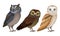 Different Species of Owls Collection, Wild Predatory Birds Vector Illustration