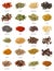 Different spices on white background.