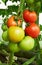 Different stage of ripening tomatoes on one branch