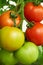 Different stage of ripening tomatoes on one branch