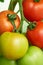 Different stage of ripening tomatoes on one branch