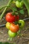 Different stage of ripening tomatoes on one branch