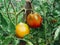 Different stage of ripening tomatoes in one bunch