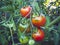 Different stage of ripening tomatoes in one bunch