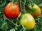 Different stage of ripening tomatoes in one bunch