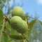 Different stages of ripening of a nut with broux or ready to fall