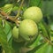 Different stages of ripening of a nut with broux or ready to fall