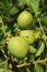 Different stages of ripening of a nut with broux or ready to fall