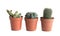 Different succulent plants in pots isolated on white. Home