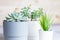 Different succulents in simple white and grey plastic pots, closeup, home flowers indoors