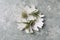 Different tillandsia plants on light grey marble table, top view. House decor