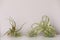 Different tillandsia plants on white table. House decor