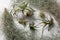 Different tillandsia plants on white wooden table, above view. House decor