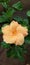 Different type of beautiful hibiscus flower on Water drops.