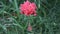 Different type of a Red China Rose Close View Of A Pink China Rose Blooming Hibiscus Has Enormous, Vibrant Blossoms