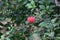 Different type of a Red China Rose Close View Of A Pink China Rose Summer-Blooming Hibiscus Has Enormous, Vibrant Blossoms