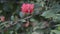 Different type of a Red China Rose Close View Of A Pink China Rose Summer-Blooming Hibiscus Has Enormous, Vibrant Blossoms