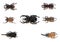 Different types of beetles on white background. Study guide, insect study concept.