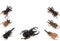 Different types of beetles on white background. Study guide, insect study concept. Flat lay style with copy space for your text,