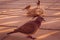 Different types of birds photo, dove, male sparrow, female pigeon, yellow nacked robin, rock pigeon Dove, middle eastern desert