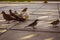 Different types of birds photo, dove, male sparrow, female pigeon, yellow nacked robin, rock pigeon Dove, middle eastern desert