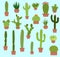 Different types of cactus in pots are arranged on a blue background. Farmers can now cultivate and sell