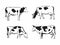 Different types of cows. Food Label Blanks