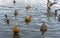 Different types of ducks in the pond of the city park