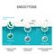 The different types of endocytosis