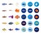 Different types of fish cartoon,flat icons in set collection for design. Marine and aquarium fish vector symbol stock