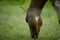 different types of horse grazing