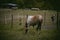 different types of horse grazing