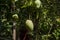 Different types of mango rows in the garden. Hanging mangoes are enhancing the beauty of the garden