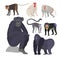 Different types of monkeys rare animal vector set.