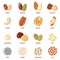 Different types of nuts and seeds. Vector illustration.