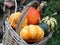 Different types of pumpkin in front bicycle basket