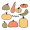 Different types of pumpkin and squash collection vector illustration. Halloween holiday concept