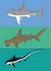 Different types of sharks.